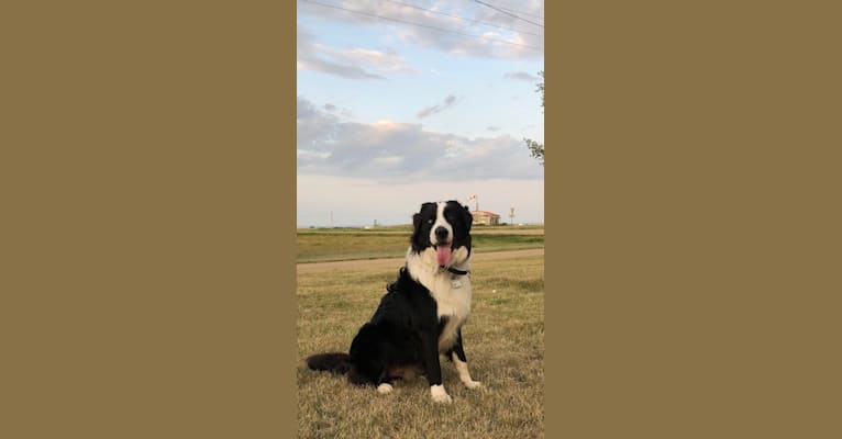 Photo of Milo, an Australian Shepherd, Collie, and Mixed mix in Peterborough, ON, Canada