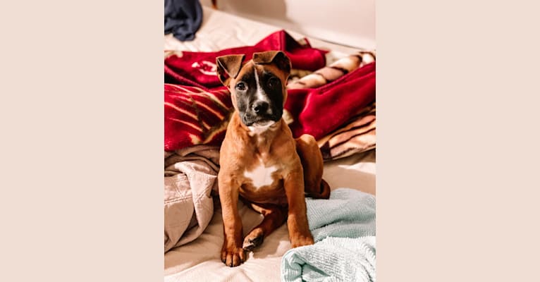 Photo of Canelo, an American Pit Bull Terrier, American Bulldog, Boxer, and Mixed mix in Philadelphia, Pennsylvania, USA