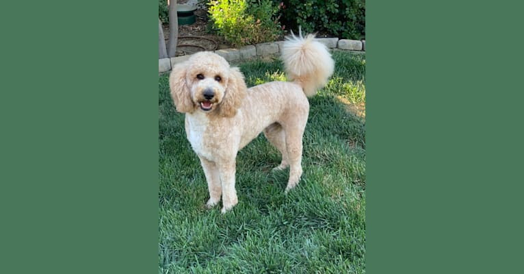 Chance, a Poodle tested with EmbarkVet.com