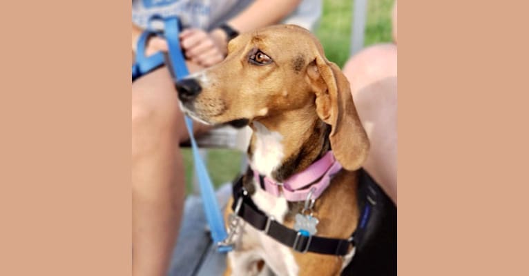 Photo of Scout, a Treeing Walker Coonhound  in Weymouth, Massachusetts, USA