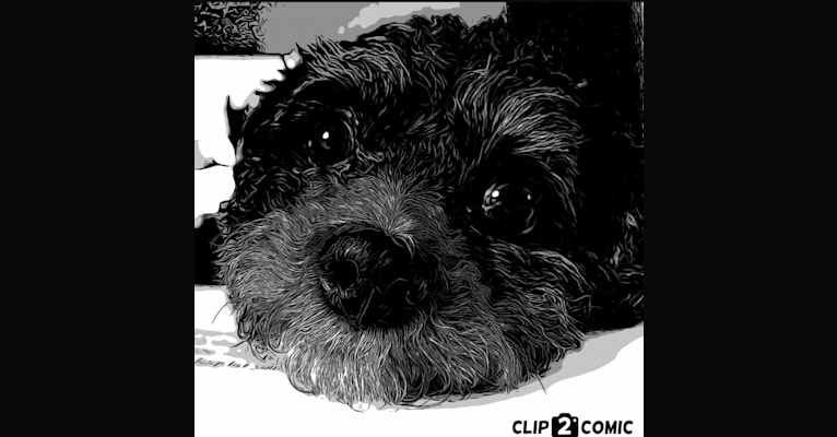 Mack, a Poodle (Small) and Shih Tzu mix tested with EmbarkVet.com
