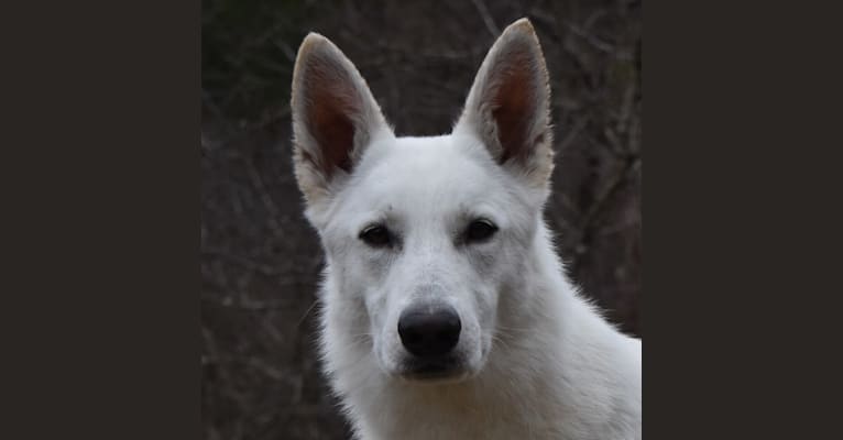 NAUSICAA, a White Shepherd tested with EmbarkVet.com