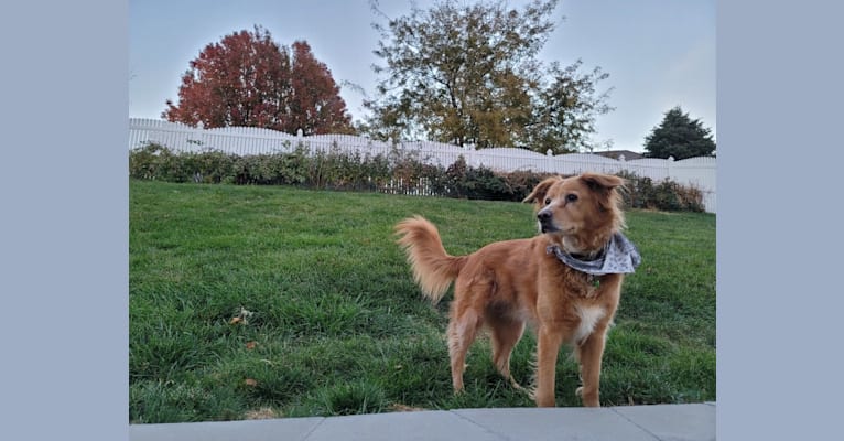 Roxy, a Chow Chow and American Pit Bull Terrier mix tested with EmbarkVet.com