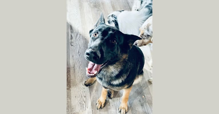 Egypt, a German Shepherd Dog tested with EmbarkVet.com