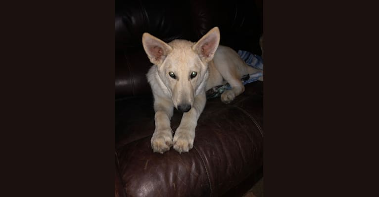 Rambo, a German Shepherd Dog and Siberian Husky mix tested with EmbarkVet.com