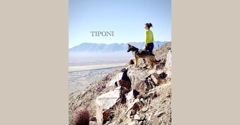 Photo of Tiponi, a German Shepherd Dog  in Maricopa, AZ, USA
