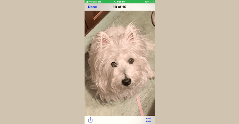 Lucy Anne Preston, a West Highland White Terrier tested with EmbarkVet.com
