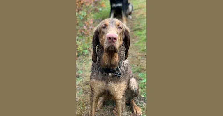 Photo of Abe, a Bloodhound and Labrador Retriever mix in Little Rock, AR, USA
