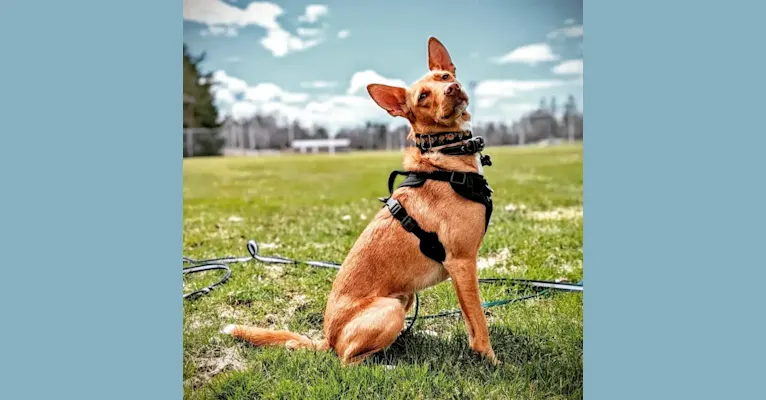 Pepa, a Western European Village Dog tested with EmbarkVet.com