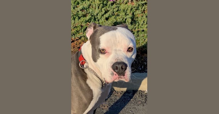 Photo of Ozzy Drake, an American Pit Bull Terrier and American Staffordshire Terrier mix in Connecticut, USA