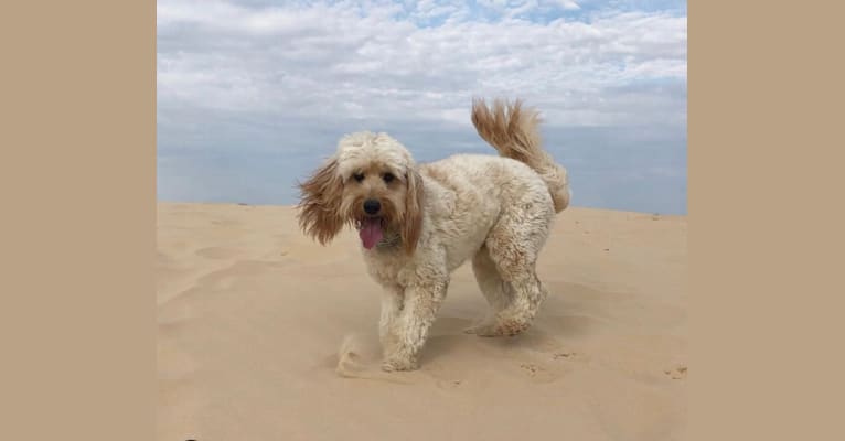 Photo of Thomas, a Poodle (Small), Golden Retriever, and Cavalier King Charles Spaniel mix