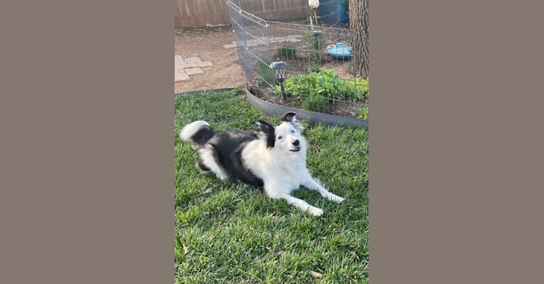 Poppy, a Border Collie tested with EmbarkVet.com