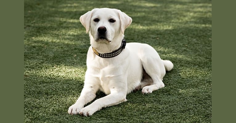 Stofer's Abraham Farley, a Labrador Retriever tested with EmbarkVet.com