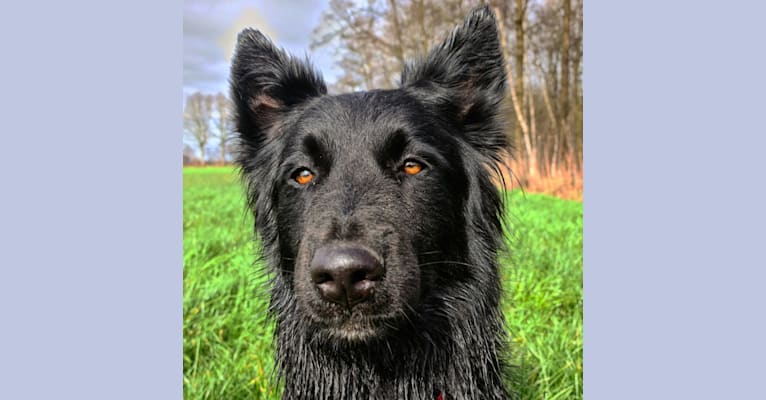 Kiba, a German Shepherd Dog and Siberian Husky mix tested with EmbarkVet.com