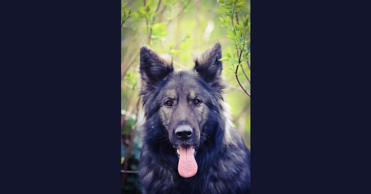 Mystic, a German Shepherd Dog tested with EmbarkVet.com