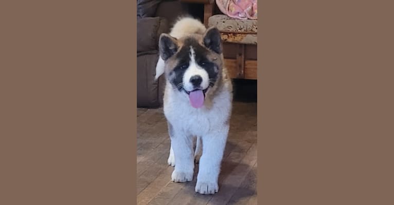 Gauge, an Akita tested with EmbarkVet.com