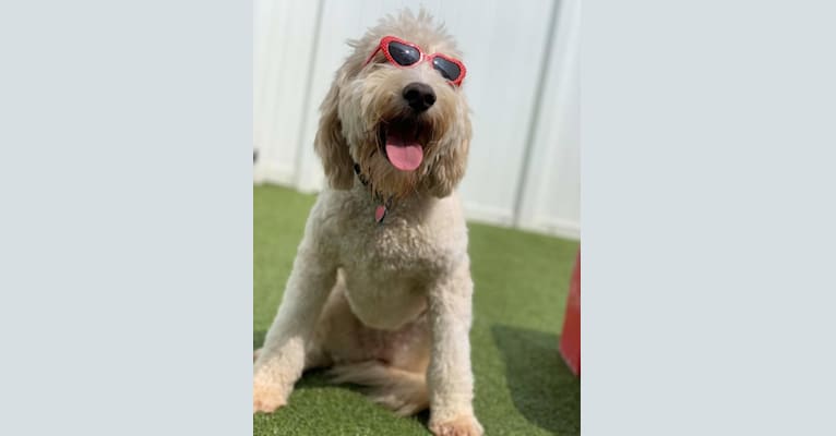 Photo of Scout, a Goldendoodle  in Columbia, Maryland, USA
