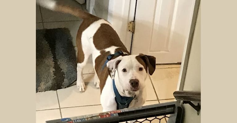 freddie mercury dog dna test