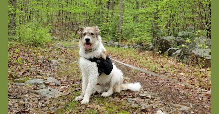 Aleksei Lundgårdh, an Eastern European Village Dog tested with EmbarkVet.com