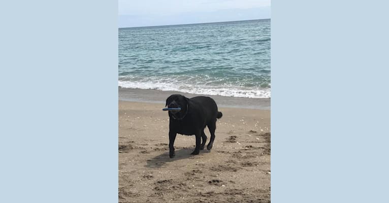 Photo of Ben, a Bulldog, Neapolitan Mastiff, Rottweiler, and Mixed mix in Jacksonville, Florida, USA