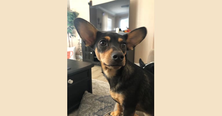 Photo of Remy, a Dachshund and Chihuahua mix in Albuquerque, New Mexico, USA