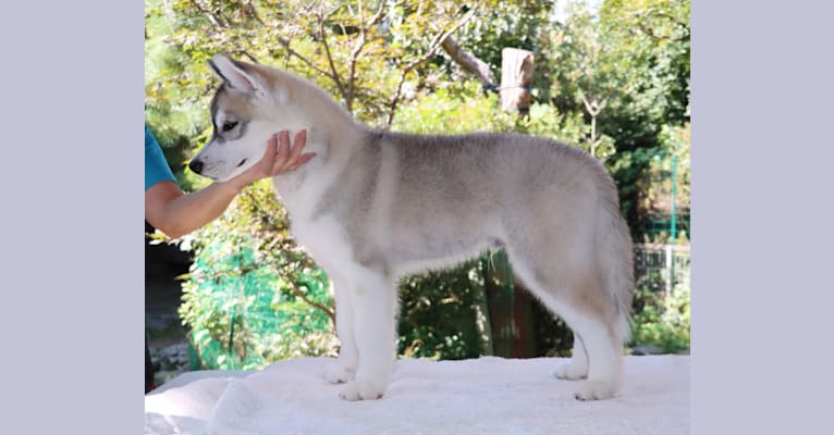 Photo of Kamui, a Siberian Husky 