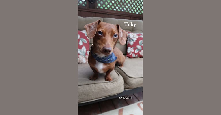 Tobi, a Dachshund and Chihuahua mix tested with EmbarkVet.com