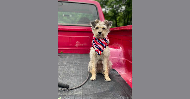 Photo of Abbey, a Miniature Schnauzer, Poodle (Small), and Beagle mix in Houston, TX, USA