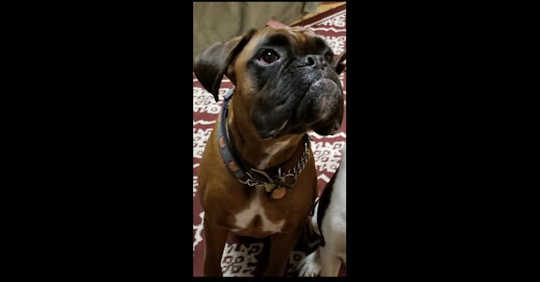 Griffin, a Boxer tested with EmbarkVet.com