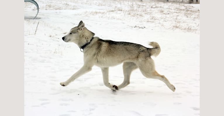 Ares, a Siberian Husky tested with EmbarkVet.com