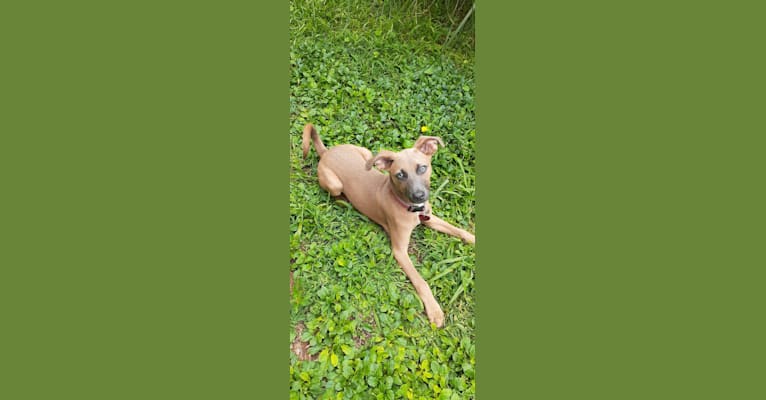 Photo of Stryker, an American Pit Bull Terrier, American Staffordshire Terrier, Chihuahua, and Mixed mix in South Carolina, USA