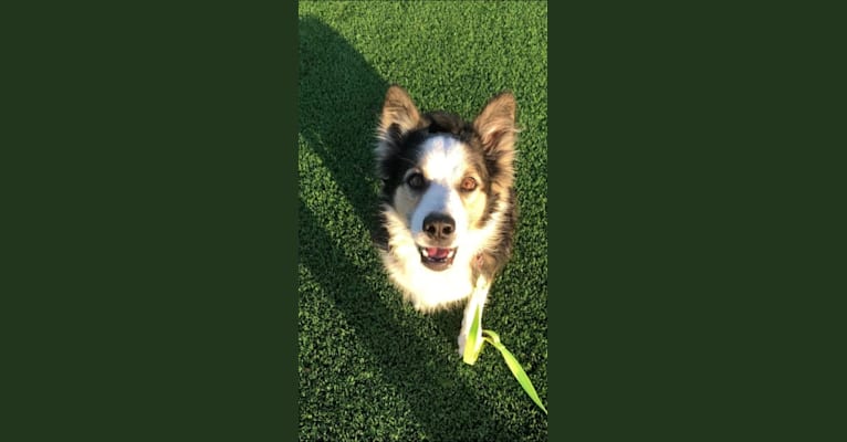 Kershaw, a Border Collie and Australian Cattle Dog mix tested with EmbarkVet.com