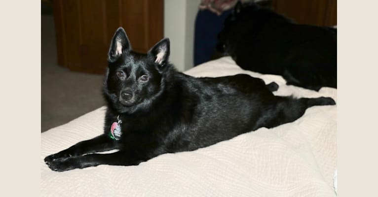 Lacey, a Schipperke tested with EmbarkVet.com