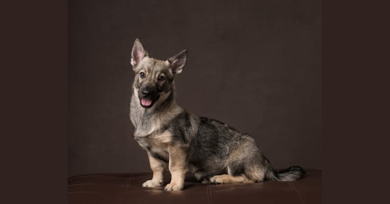 Snapdragon, a Swedish Vallhund tested with EmbarkVet.com