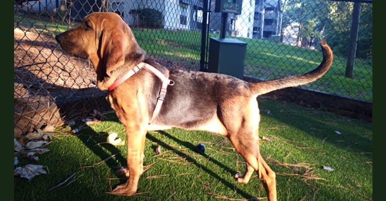 Photo of Maile, a Bloodhound  in Somerset, Kentucky, USA