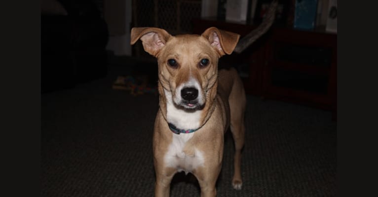 Dixie, a Rottweiler and Redbone Coonhound mix tested with EmbarkVet.com