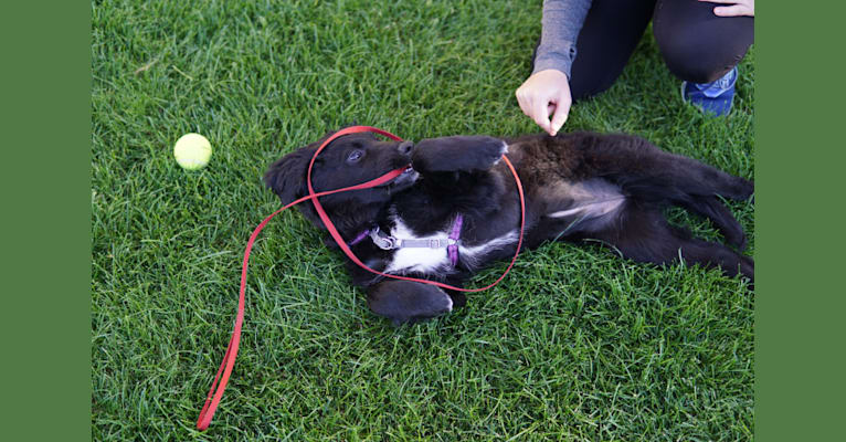 Leela, an Australian Shepherd and Labrador Retriever mix tested with EmbarkVet.com