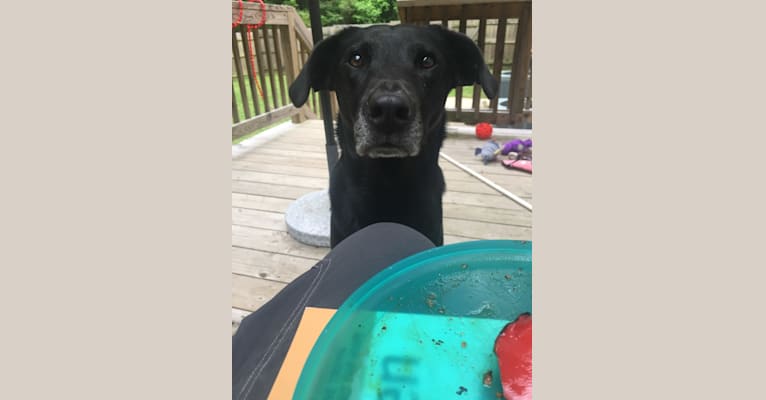Zoey, a Labrador Retriever and Coonhound mix tested with EmbarkVet.com