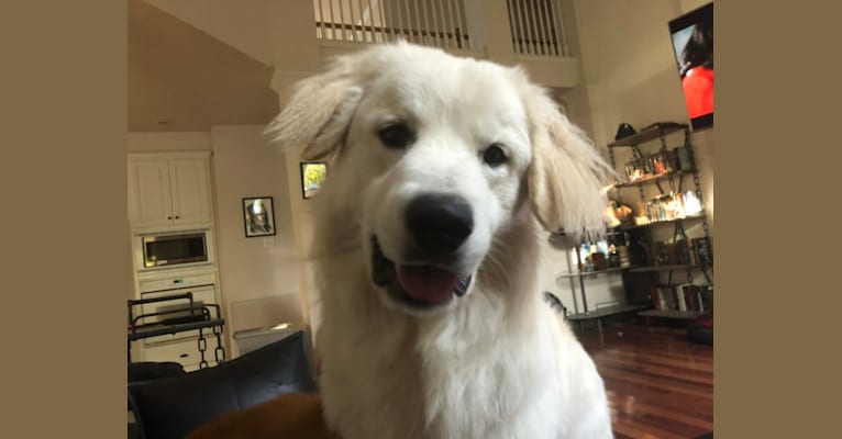 Photo of Snow, a Great Pyrenees and German Shepherd Dog mix in Texas, USA