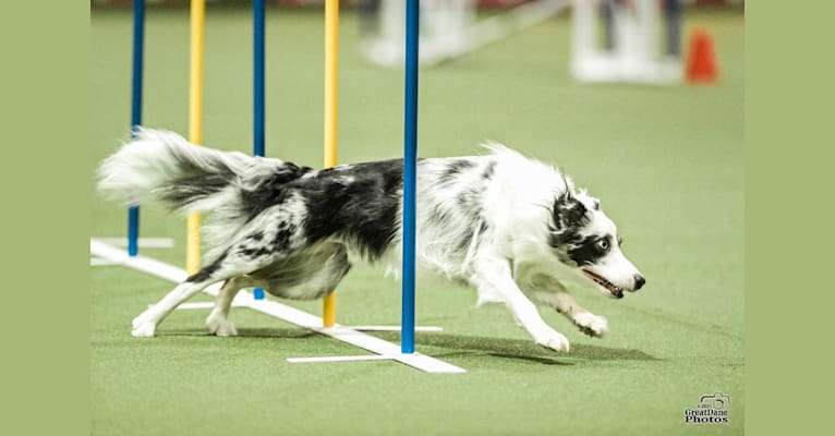 Joey, a Border Collie tested with EmbarkVet.com