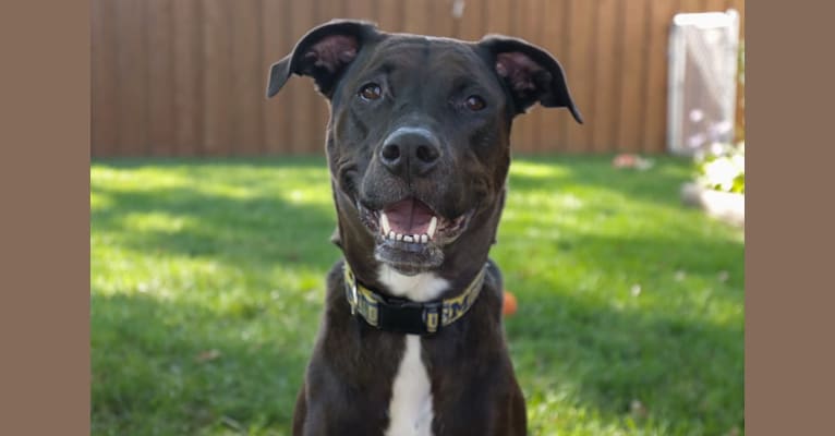 Axel, a Staffordshire Terrier and Rottweiler mix tested with EmbarkVet.com