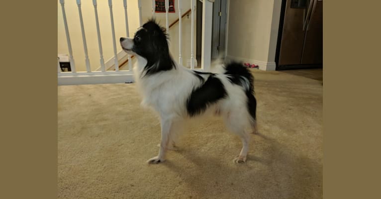 Staccato, a Maltese and Pomeranian mix tested with EmbarkVet.com