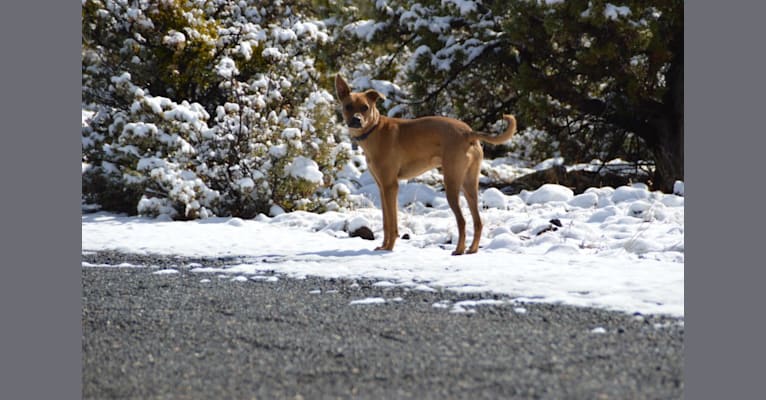 Photo of Cashew, a Boxer, Chow Chow, German Shepherd Dog, and Mixed mix in Arizona, USA