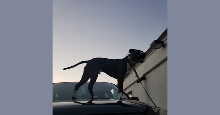 MaSiWei, an American Bully tested with EmbarkVet.com