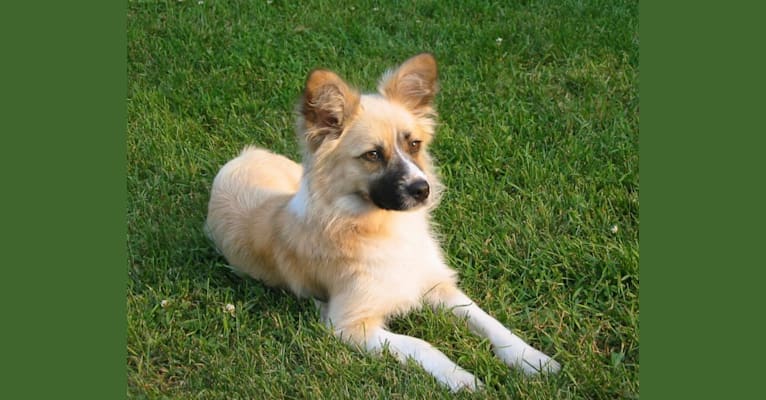Siren, an American Eskimo Dog and American Pit Bull Terrier mix tested with EmbarkVet.com