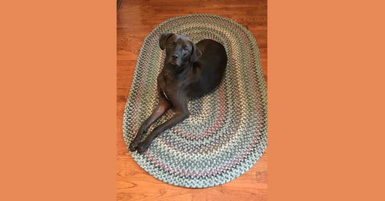 Photo of Kevlar, a Catahoula Leopard Dog, Mountain Cur, Labrador Retriever, and Mixed mix in Friends of Strays Inc, North Main Street, Princeton, IL, USA