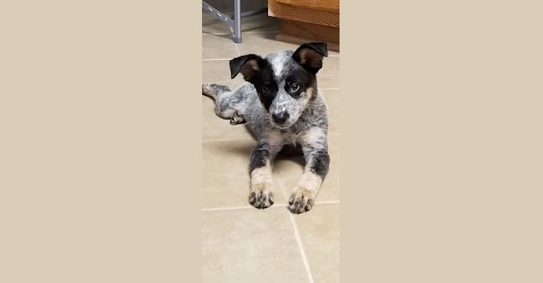 Stella, an Australian Cattle Dog and Border Collie mix tested with EmbarkVet.com
