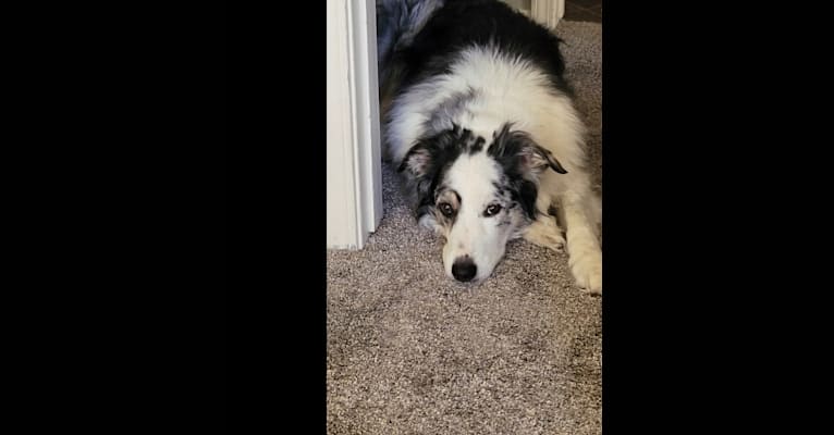 Darby, a Border Collie and Australian Shepherd mix tested with EmbarkVet.com