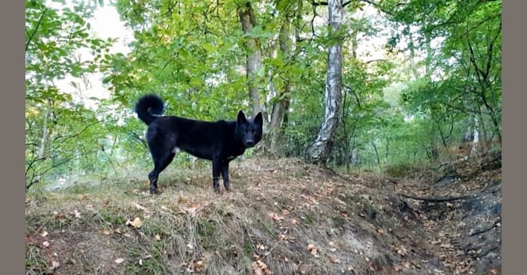 Photo of Moshae, a Canaan Dog  in Élevage de Solemel : Éleveur de Berger Australien, Podengo portugais, Canaan Dog (Occitanie), Bouniols, Castelnau-Montratier-Sainte-Alauzie, Frankreich