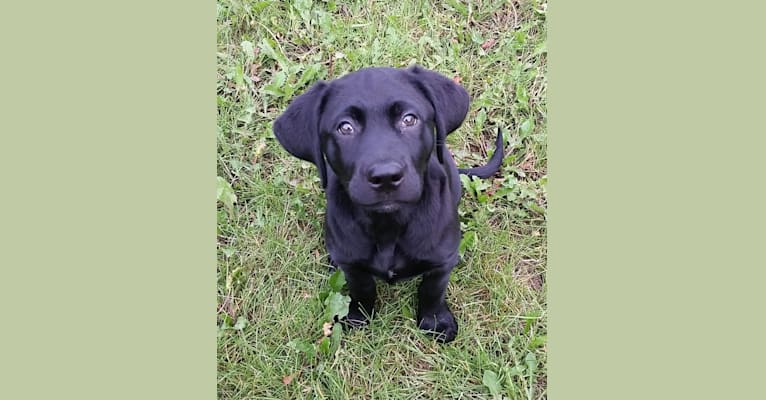 Grace, a Labrador Retriever tested with EmbarkVet.com